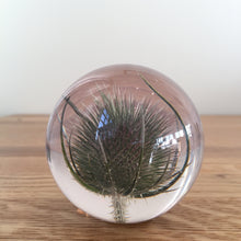 Load image into Gallery viewer, Botanical Teasel Small Paperweight Made With Real Teasel