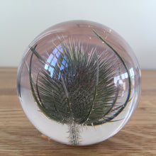 Load image into Gallery viewer, Botanical Teasel Small Paperweight Made With Real Teasel