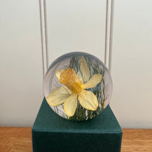 Load image into Gallery viewer, Botanical Daffodil Small Paperweight Made With Real Daffodil