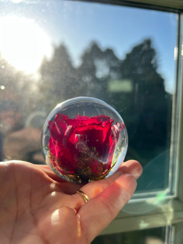 Botanical Red Rose Large Paperweight Made With Real Rose