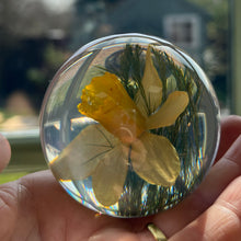 Load image into Gallery viewer, Botanical Daffodil Small Paperweight Made With Real Daffodil