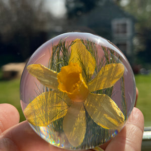 Botanical Daffodil Small Paperweight Made With Real Daffodil